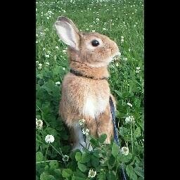 うさぎ