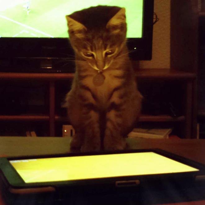 jawenn89's profile picture. « Je hais violemment l'héroïsme sur ordre, la violence gratuite et le nationalisme débile. La guerre est la chose la plus méprisable. »
Albert Einstein