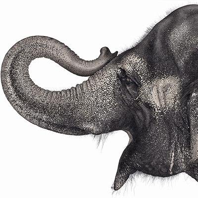 WildlifeFact's profile picture. Wildlife & Nature based ramblings. Photo: Andrew Zuckerman.