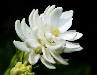 สวัสดีเราชื่อพิกุล @yeolfanchankris