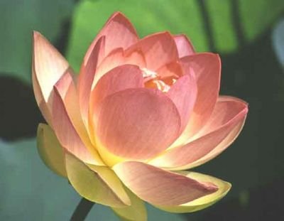 สวัสดีเราชื่อบัว @yeolfanchankris