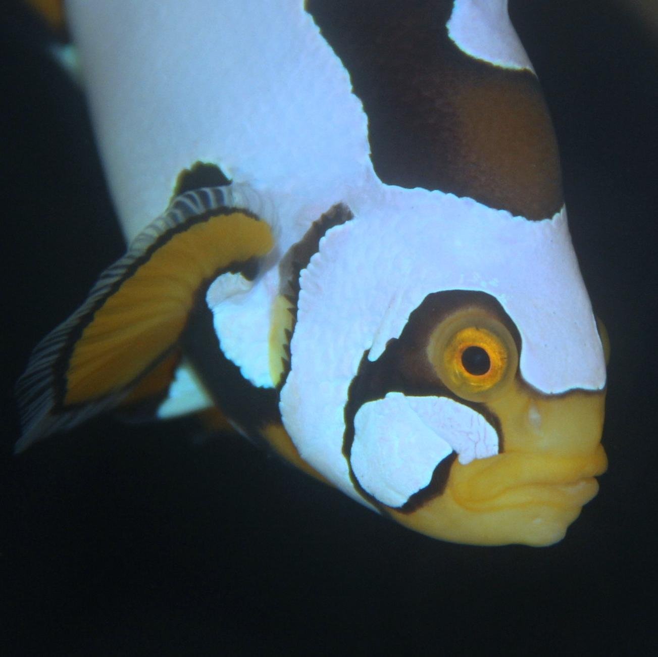 tankbredaquatic's profile picture. 