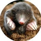 Tbioinformatica's profile picture. 