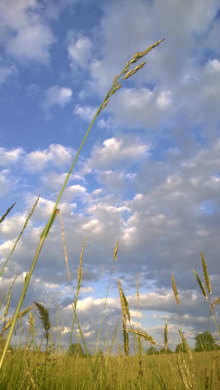 LauraGruss1's profile picture. 