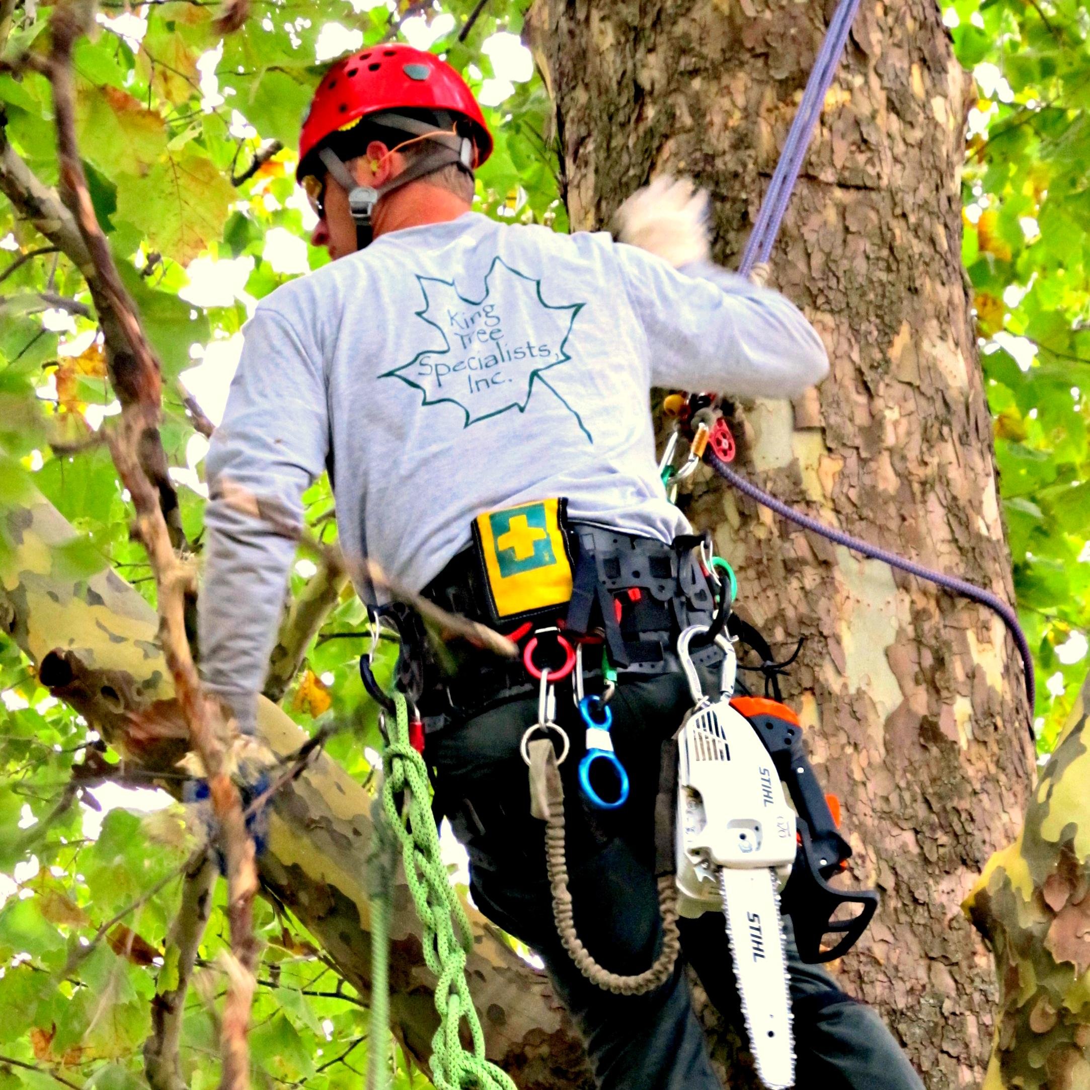 Tree Care at its best is our goal and our constant aim.