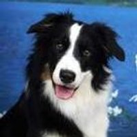 Herding dogs herd...Get it? (@border_collie23) 's Twitter Profile