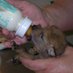 Wildlife Care (@sacramentowca) Twitter profile photo Wildlife Care (@sacramentowca) Twitter profile photo