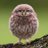 animal_cawaii's profile image