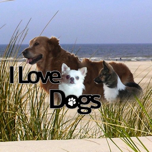 De mooiste hondenshop van noordwijk!! Onze merken: Barfmenu, Carnibest, Naturis, Farm Food, Tre Ponti, Julius K9 enz.. We hebben nu ook een Dogwash!!