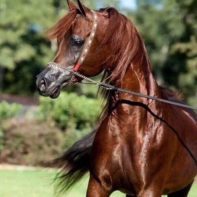 شباب قحطان،،لحقوق الانسان،،خارج مهلكة الانسانيه،،والوثنيه،،نرحب بالاحرار في ارض تركيا،،الدعوه الى الله واجبه،،بالحكمه ولاتهون الدقمه،،القدس للمسلمين،،