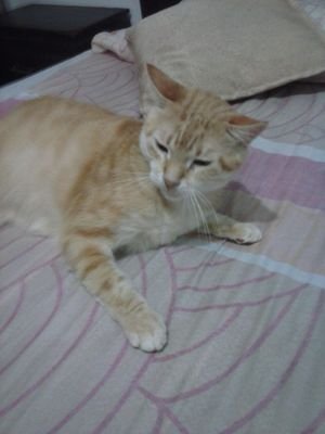 Amante de los animales