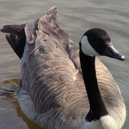 jewelgrl's profile picture. 