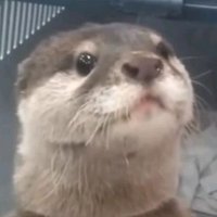 Tobias Lutz (@lutopia1982) Twitter profile photo