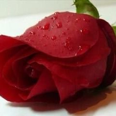 ‏‏‏'

ﺎستغفر ﺎللہ عدد ما سجد لہ عباده 
وعدد ما ذكرت اسمائہ وصفاتہ ♡  (الخاص مهمل)♡♡ْ