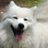 doggienannygee's profile image