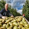 Cornelisfruit's profile picture. teler milieukeur appels en peren. afdelingsbestuur LTOnoord Bunnik/Houten.