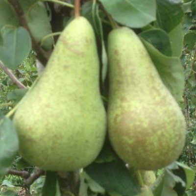 Fruitteelt