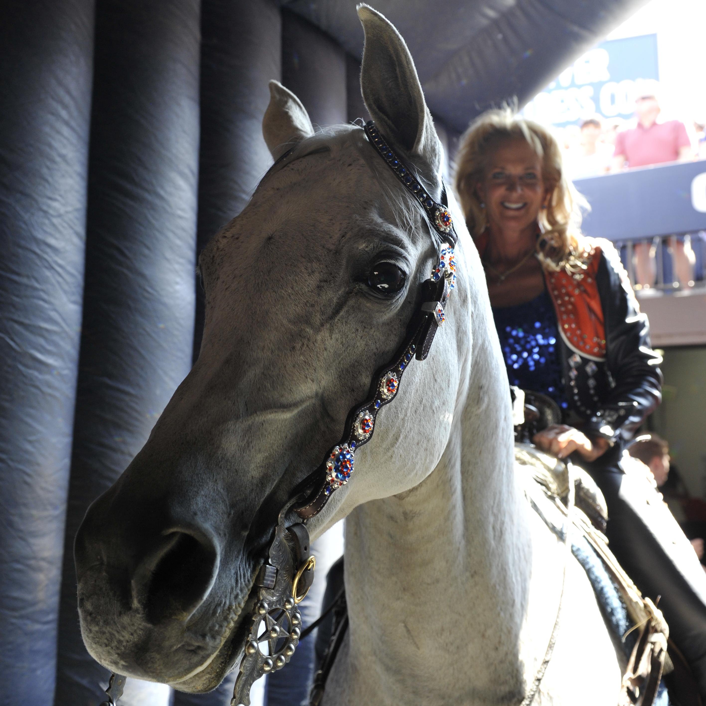 Official Mascot of the Denver Broncos. Love to run and eat carrots.