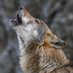 Señor Lobo 🐺🇪🇸 (@salonsolobo) Twitter profile photo