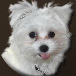 BeautyForDogs's profile picture. Hundefriseur aus Leidenschaft
Dog Groomer of passion