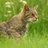 gatodelcolo's profile image