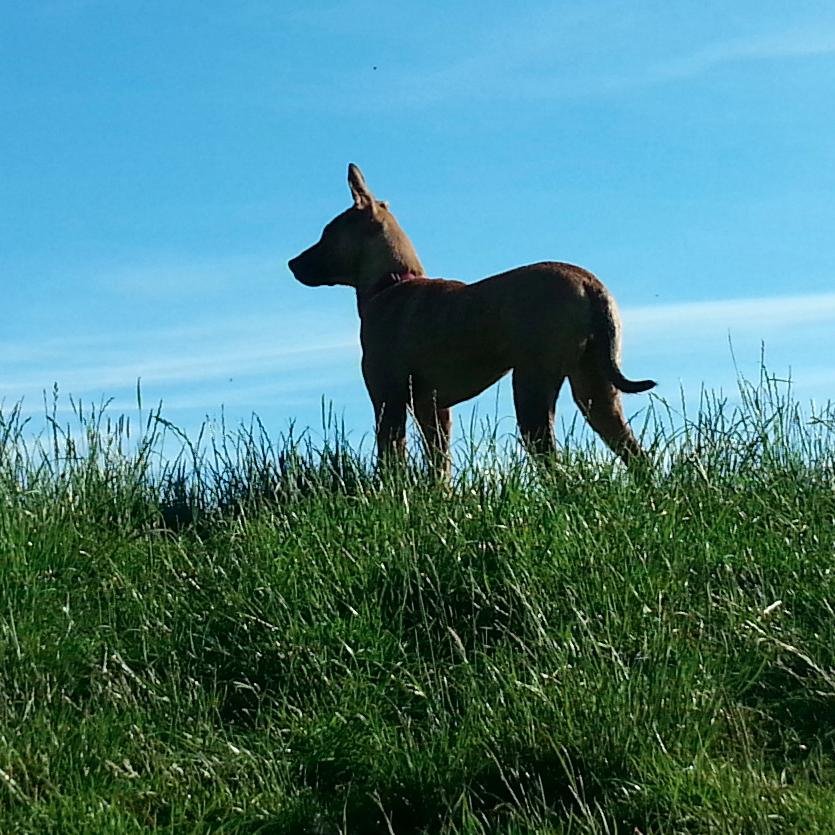 MicrocurrentVet's profile picture. Frequency specific veterinary micorcurrents provide pain relief and speed up your pet's recovery, letting you both make the most of the good times!