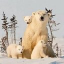 Dawn Ogden - @atw11372 - Twitter