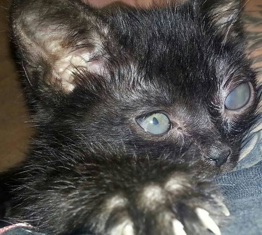 LordVadersLair's profile picture. The ongoing story of the most badass kitten, who cannot be taken down! Not by Obi-Wan, not by the burning lava of Mustafar, not even by an eye infection.