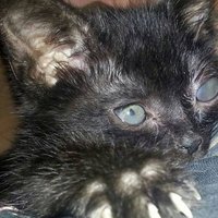 Lord Vader (@lordvaderslair) 's Twitter Profile