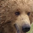 Mervyn Cutting (@grizzlybearmerv) Twitter