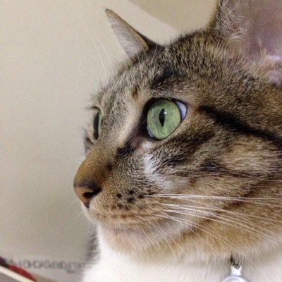 BaronCatColaさんのプロフィール画像