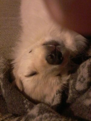 hola amigos de twitter soy la dueña de esta perrita que es hermosa . tambien me pueden seguir en mi twitter que es magui perdomo
