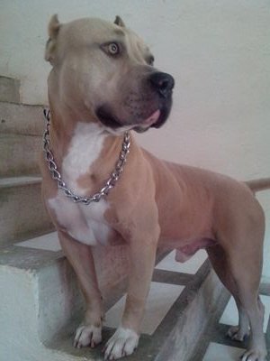 Soy un guapo Pitbull Bully, Blue Fawn de 3 años. Mi vocación es dar placer a las pitbull del mundo. :D