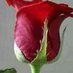 للتعارف على زوجين بكل ستر واحترام (@booth300) Twitter profile photo