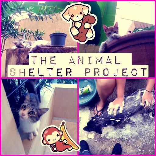 shelterproject's profile picture. Hi~~ Help us to build a shelter 3 http://t.co/uAbUw5JlP3