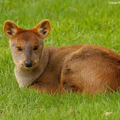 Hi, im Xiomara (zee-oh-mora) and im a pudu. Pudus are really small type of deer.|looking for a mate.|#openRP #single
