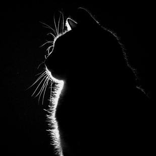 Shecat single. Look into my eyes you turn to stone. I hide in the shadows always closing my eyes, only depending on my other senses. I live alone in sorrow.