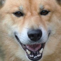たまきち (@nya_wan) 's Twitter Profile
