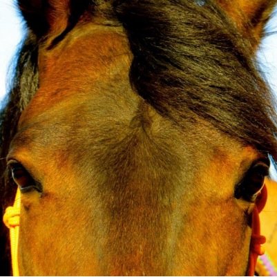 truecolorsfarm's profile picture. Equine Ethologist and Behaviorist. Specializing in correcting problematic horses and building confidence in owner and rider.