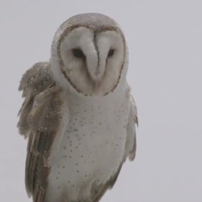 ayeeee whaddup all my owl fan bitches say hoot hoot motherfuckerss #owlcrew