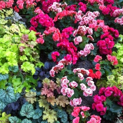 CashmerGD's profile picture. 