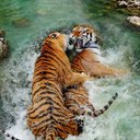 Nicole Morrell - @copper4pawz - Twitter