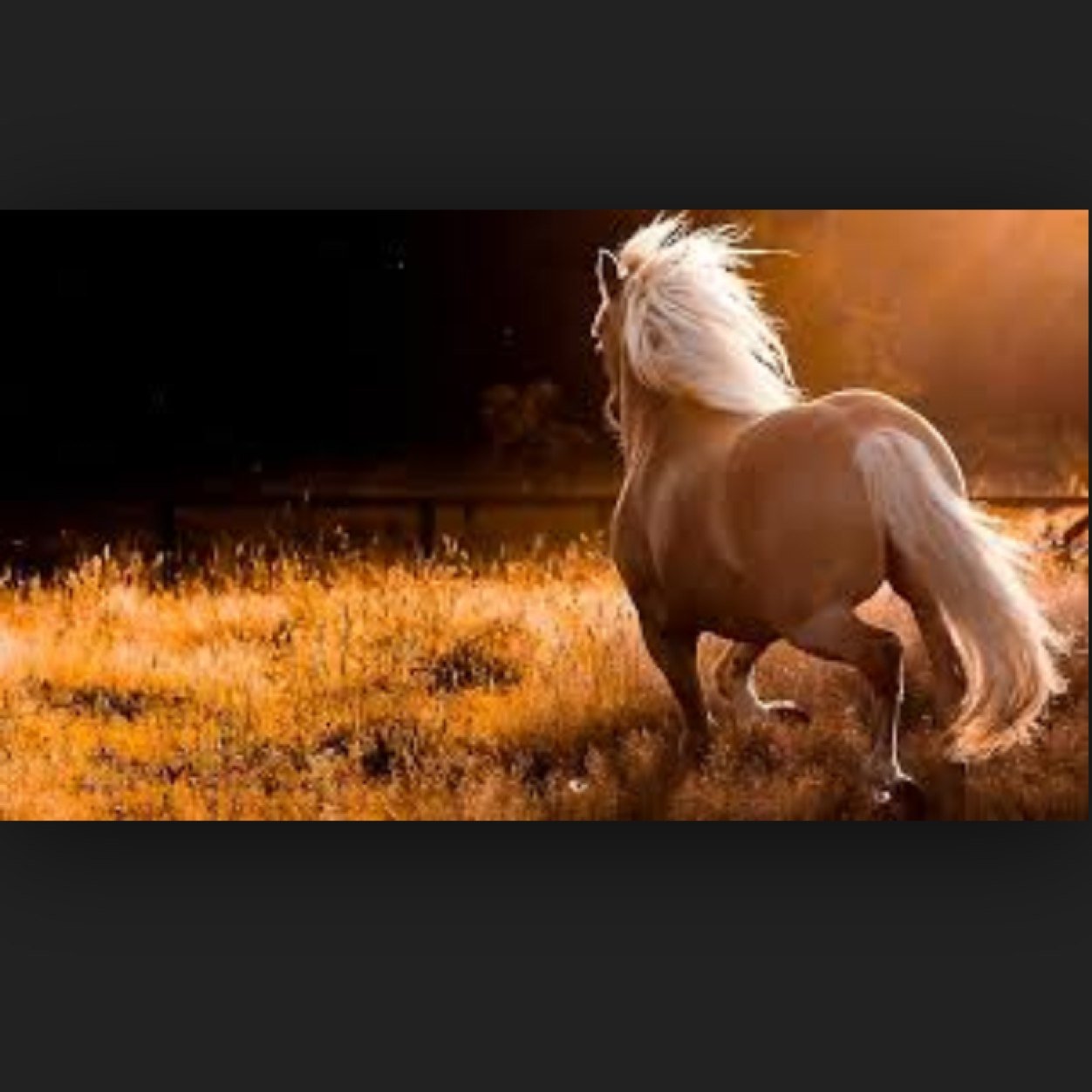 Nothing more, nothing less. Just an equestrian.