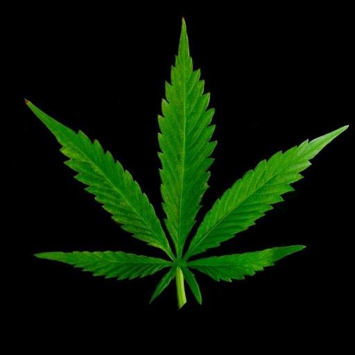 Pics About all kinds of Marijuana.