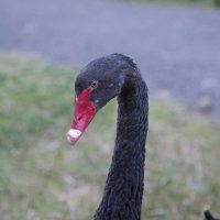 The Blackbutt Swan (@blackbuttswan) 's Twitter Profile