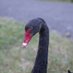 The Blackbutt Swan (@blackbuttswan) Twitter profile photo
