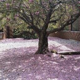 witty_susan's profile picture. 