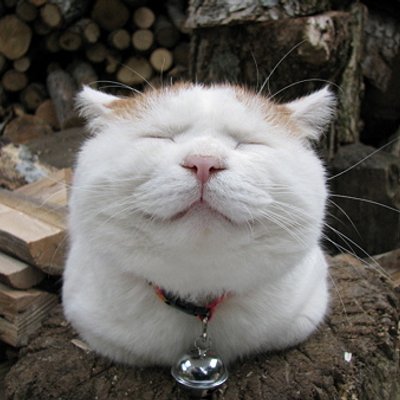 かわいすぎる動物たち ぐうたらな猫 Http T Co Hnylkmbmqi