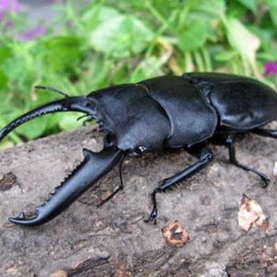 パラワンオオヒラタクワガタ Palawan O Hira Twitter パラワンオオヒラタクワガタ Palawan O Hira Twitter