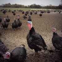 Blackwells Poultry (@blackwellsfarmp) 's Twitter Profile